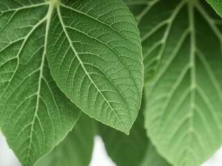 Obraz premium Leaves with intricate veins visible in white negative, clean and minimalistic aesthetic, botanical concept, white background, isolated, botanical