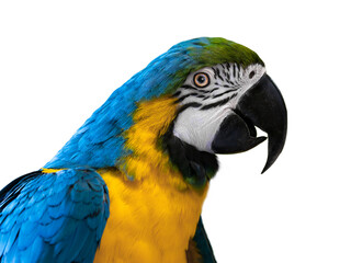 Fototapeta premium Blue yellow macaw parrot. portrait of a colorful cockatoo parrot. isolated on white background
