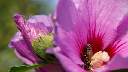 Close up image of a bee pollenating