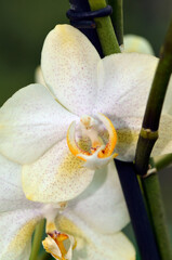 Close-up of very beautiful white phalaenopsis orchid flower, known as the Moth Orchid