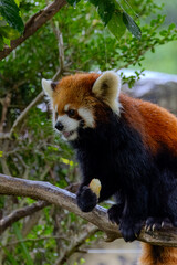 Fototapeta premium Red panda taken at the zoo on a rainy day, holiday