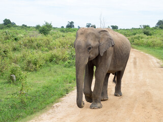 Obraz premium A lonely elephant at the Udalawe National Park, Sri Lanka. The park lies on the boundary of Sabaragamuwa and Uva Provinces, in Sri Lanka