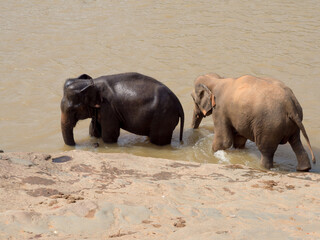 An elephant herd at the Pinnawala Elephant Orphanage, Sri Lanka, bathing in the river.