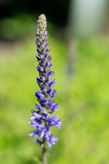 Spiked speedwell Veronica spicata a perennial in the Plantain family Plantaginaceae