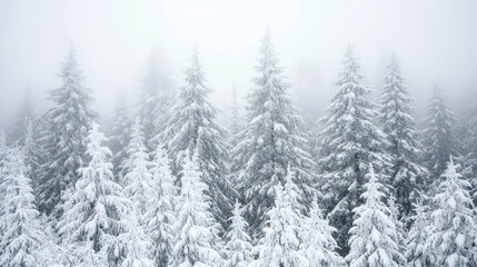 Fototapeta premium Snow-covered evergreen trees in a serene winter landscape on a bright, overcast day, showcasing natural beauty and stillness.