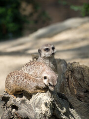 Close up image of a meerkat family