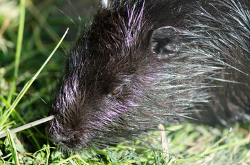 A river rat from one of the farms surrounding Bucharest, Romania