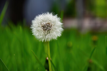 Naklejka premium dandelion on grass