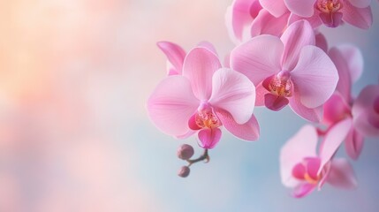 Elegant frame of delicate orchid flowers on a soft pastel background