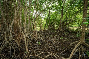 Mangrove roots in wetland habitat. Coastal forest. Nature's carbon capture mechanism. Essential ecosystem for biodiversity conservation and natural carbon storage in climate change mitigation efforts.