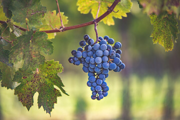 Bunch of blue grapes in the vineyard. Cabernet Franc grapes for making red wine in the harvesting.