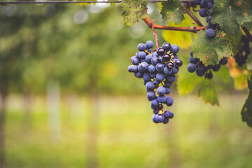 Bunch of blue grapes in the vineyard. Cabernet Franc grapes for making red wine in the harvesting.