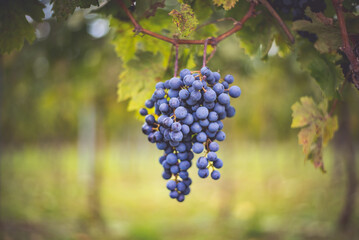 Bunch of blue grapes in the vineyard. Cabernet Franc grapes for making red wine in the harvesting.