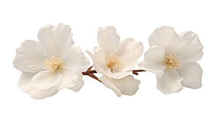 Obraz premium white flowers branch isolated on transparent background cutout