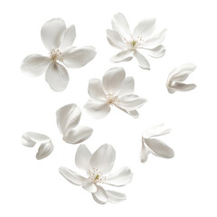 flying white petals isolated on transparent background cutout