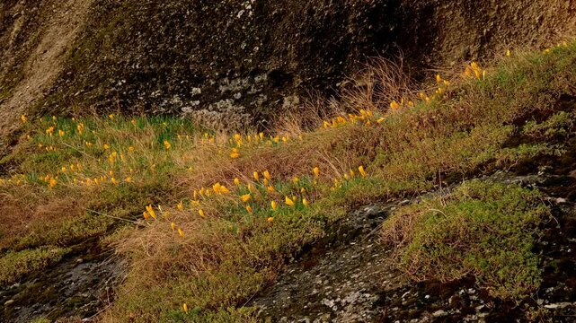 Crocus Among Rocks