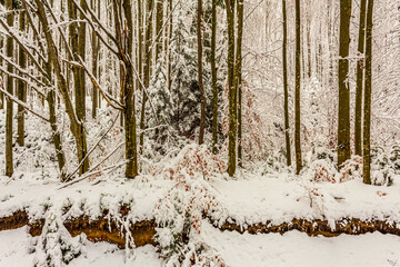 Fototapeta premium Landscapes - Forest - Europe, Romania, Suceava region