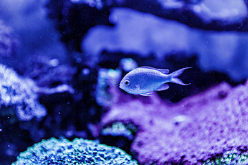An Saltwater Fish Tank with Coral and Fish