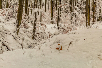 Landscapes - Forest - Europe, Romania, Suceava region