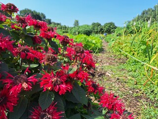 Bee balm (monarda) flowers on a sunny summer day