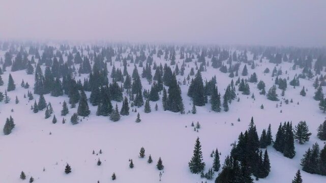Serene aerial drone footage of a snow-covered forest. Evergreen trees blanketed in white, creating a tranquil winter wonderland. Perfect for nature documentaries