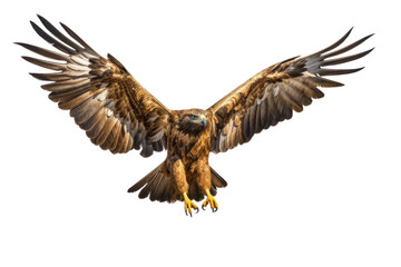 Golden Eagle landing with its talons extended, showing dynamic movement and detailed feather texture, isolated on white background