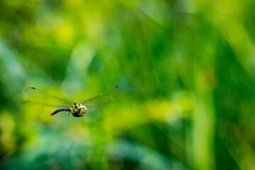 Dragonfly in flight with delicate wings