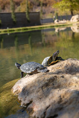Water turtles living in a lake that is formed by the warm waters of a mineral thermal spring.