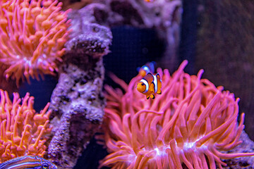 An Saltwater Fish Tank with Coral and Fish