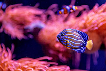 An Saltwater Fish Tank with Coral and Fish