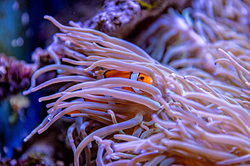 An Saltwater Fish Tank with Coral and Fish