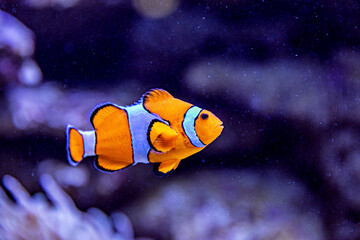 An Saltwater Fish Tank with Coral and Fish