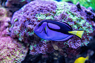 An Saltwater Fish Tank with Coral and Fish