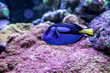 An Saltwater Fish Tank with Coral and Fish