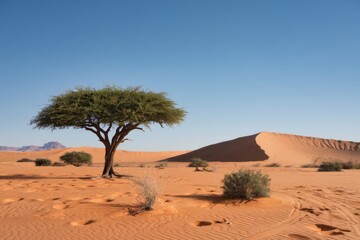 Lonely tree in the middle of the desert.