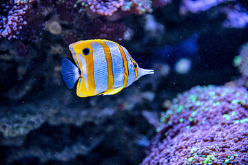 An Saltwater Fish Tank with Coral and Fish