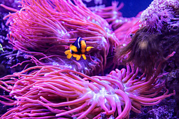 An Saltwater Fish Tank with Coral and Fish
