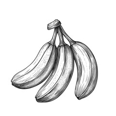 hand drawn banana icon vector 