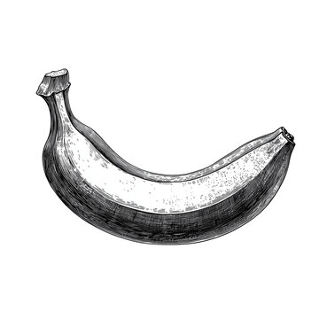 recommend clip art: hand drawn banana icon vector 