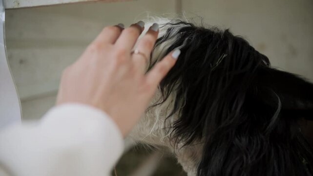 girl brushes bangs off alpaca's face, petting zoo