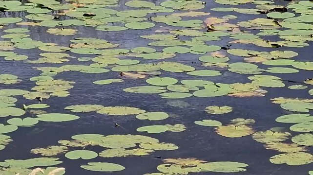 Water lilies and other vegetation iin Lough Major in Ballybay, Monaghan in the Republic of Ireland