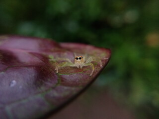A yellow jumping spider on the plant.