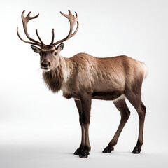 Obraz premium reindeer isolated on white
