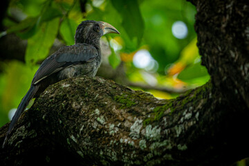 Fototapeta premium Hornbill looking forward from tree branch, suitable for nature documentaries 