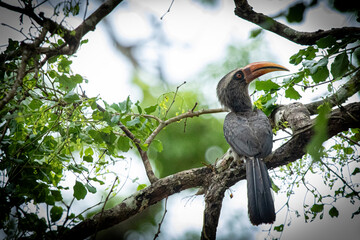 Fototapeta premium Malabar grey hornbill on tree branch, suitable for nature documentaries.