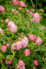 nice roses in the garden