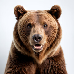 Fototapeta premium brown bear on white background