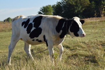A serene cow grazes peacefully in a lush meadow under the bright sun on a warm day outdoors. The idyllic rural landscape captures the essence of simplicity and harmony in nature's beauty