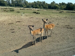 Deer in open area with dry ground