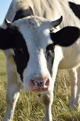 A serene cow grazes peacefully in a lush meadow under the bright sun on a warm day outdoors. The idyllic rural landscape captures the essence of simplicity and harmony in nature's beauty